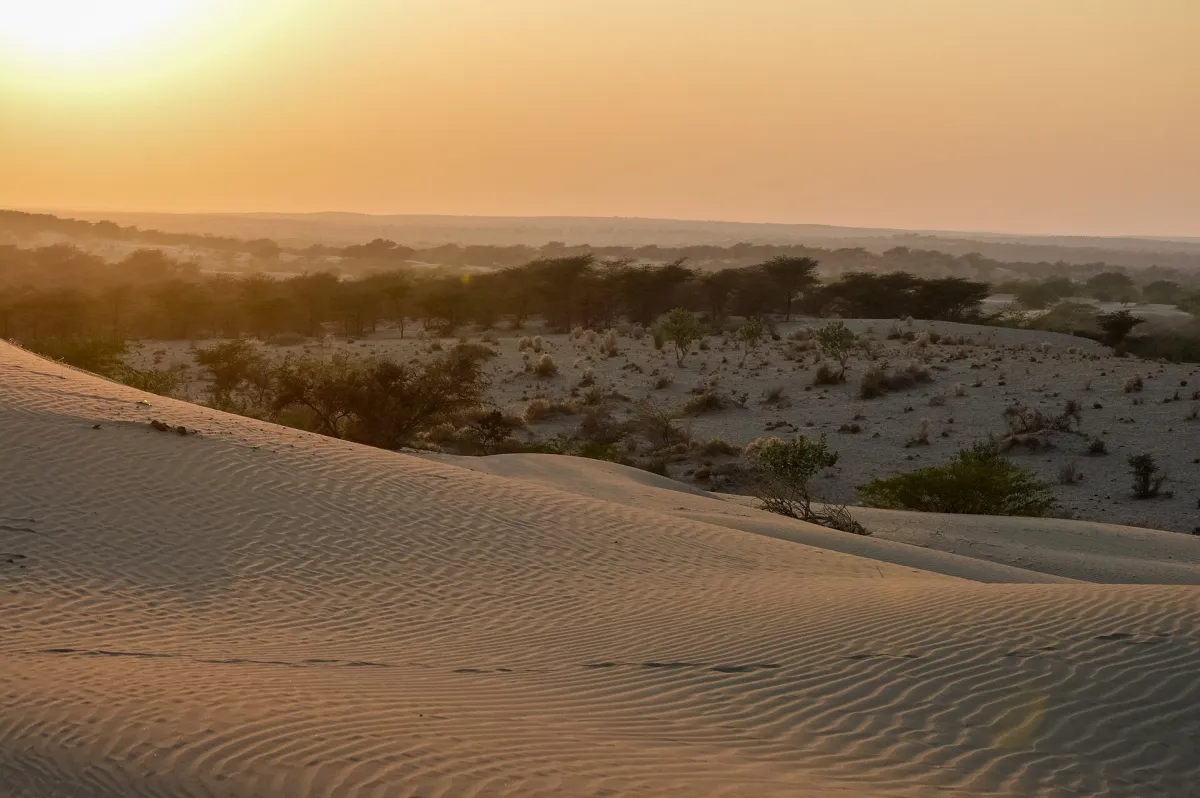 Sam Sand Dunes at sunset in Jaisalmer